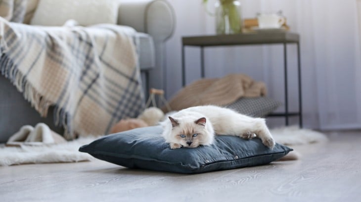 Pet Friendly Homes